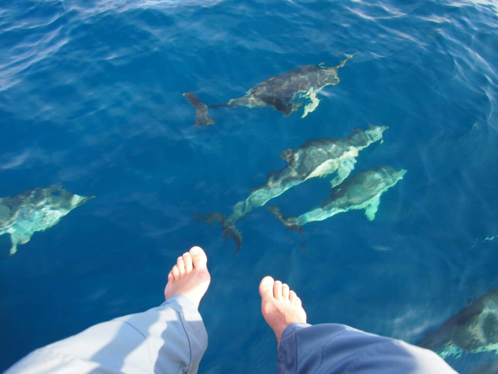 marruecos delfines