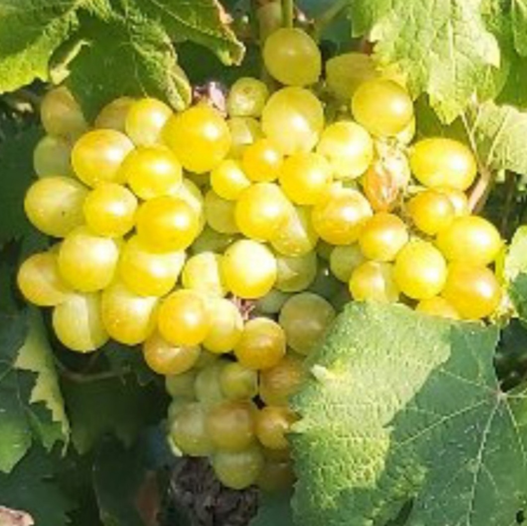 Weintourismus: Bodegas Manilva 4