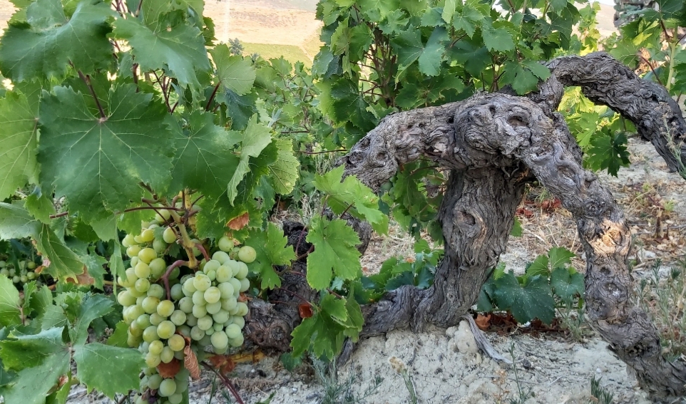 Weintourismus: Bodegas Manilva 2