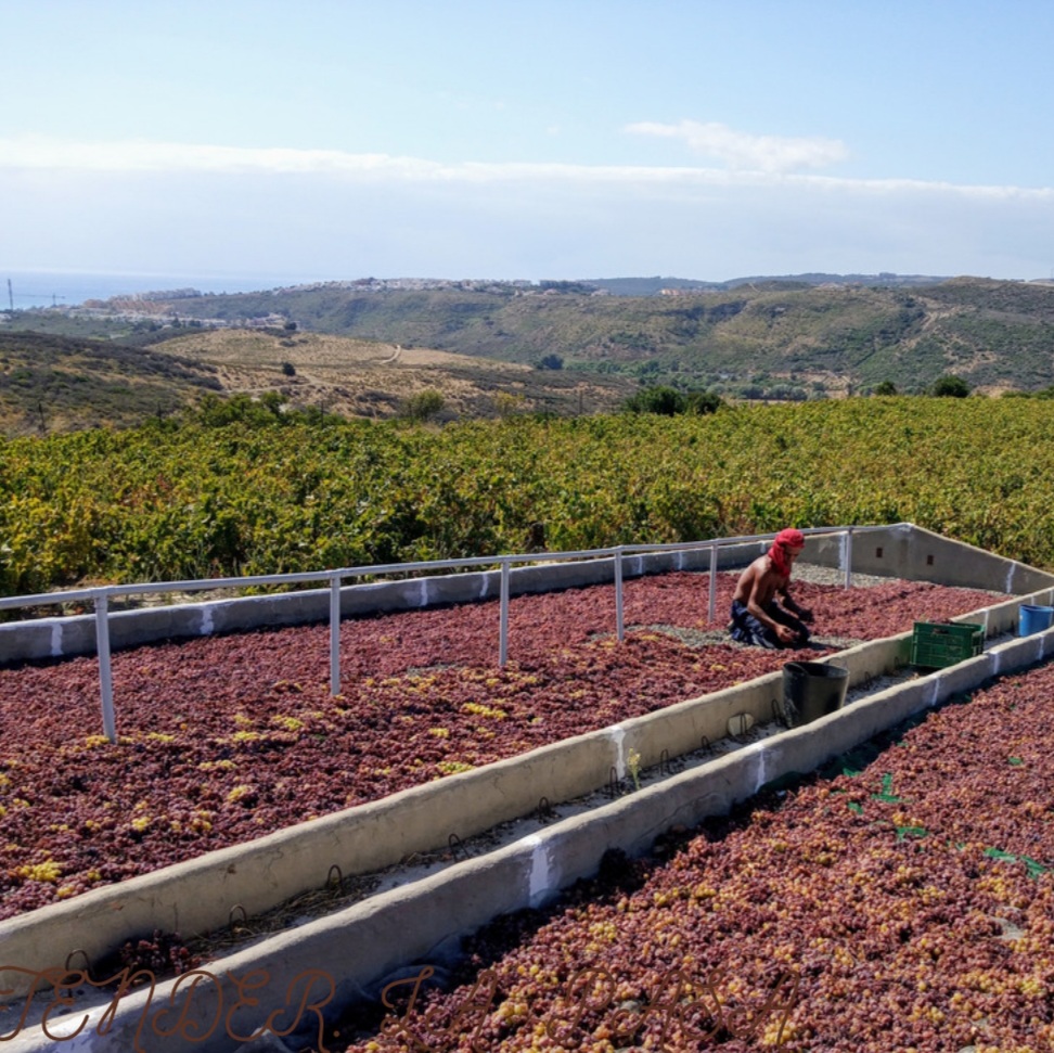 Weintourismus: Bodegas Manilva 3