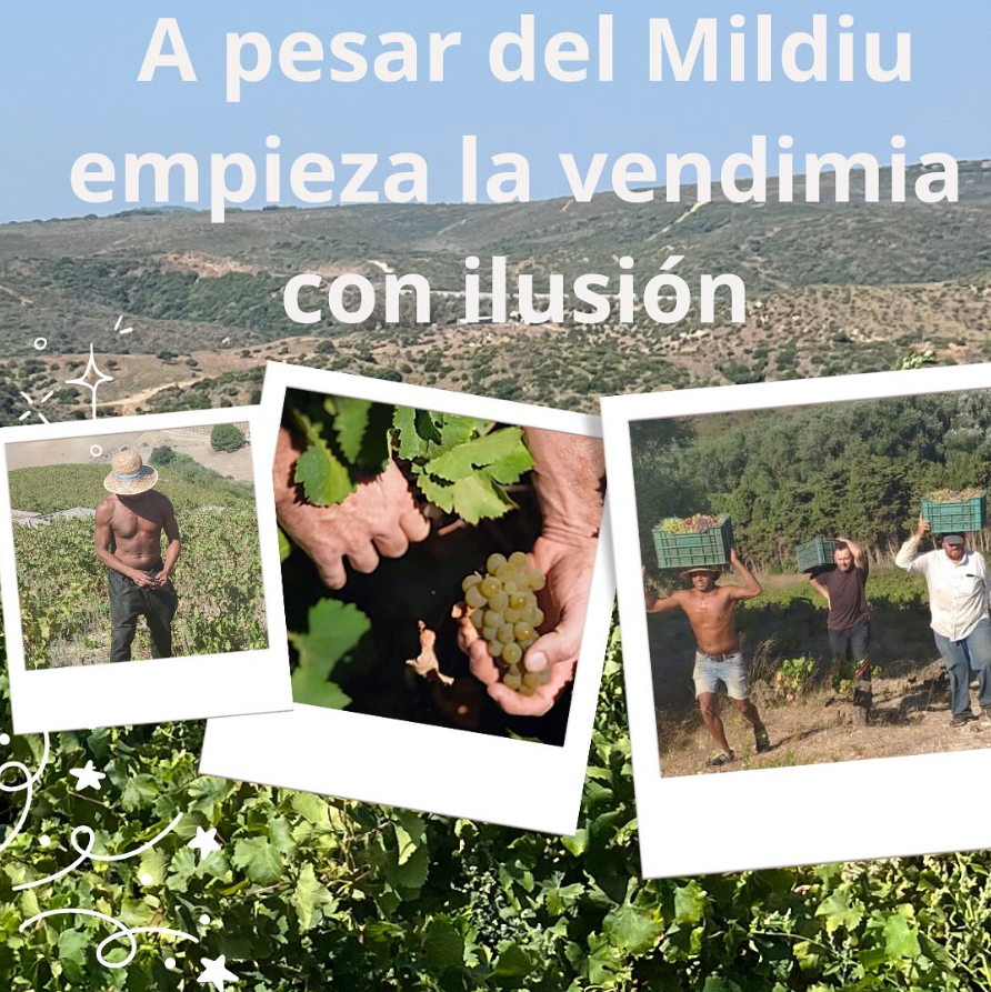 Weintourismus: Bodegas Manilva 1